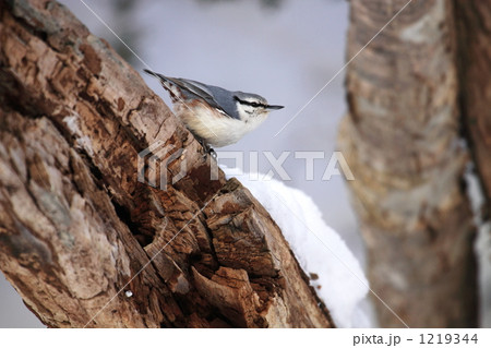 シロハラゴジュウカラ シロハラゴジュウカラ 1219344
