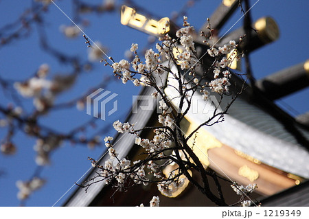 白梅 (湯島天神) 1219349