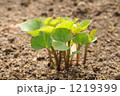 1219399