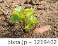 1219402