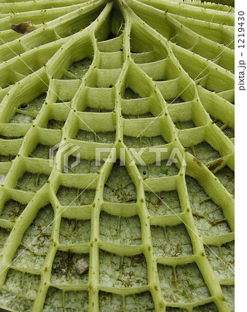 大鬼蓮(オオオニバス)の葉の裏 大鬼蓮(オオオニバス)の葉の裏 1219430