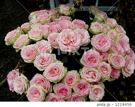ピンクと白のグラデーションが美しいバラの花束の写真素材