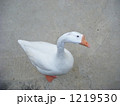 1219530