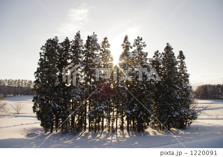 夕暮れの杉林 1220091