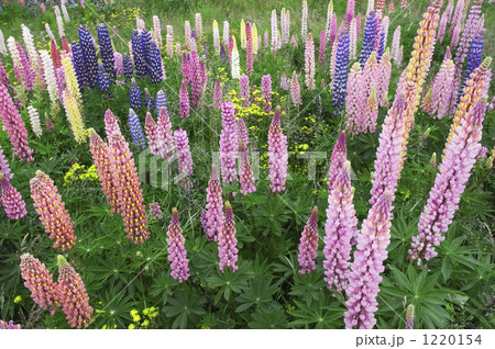 ルピナスの花 1220154