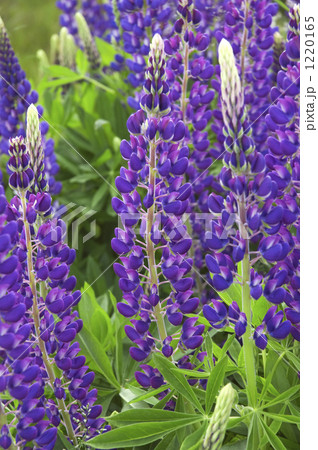 ルピナスの花 ルピナスの花 1220165