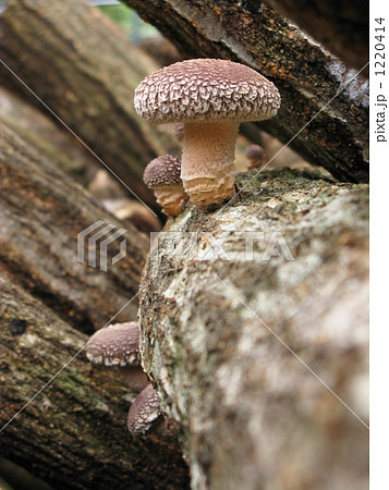 出た出た原木椎茸 1220414