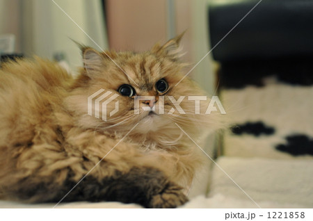 見上げるチンチラゴールド 1221858