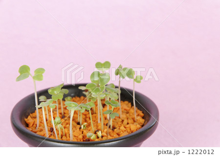 かいわれ 1222012