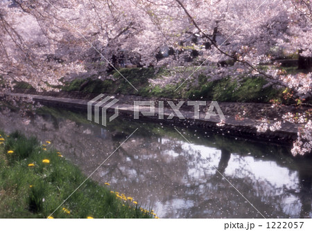 風に散る桜の花びらとタンポポ 1222057