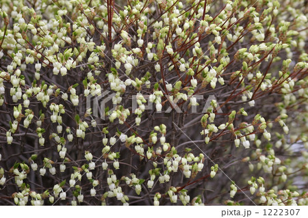 どうだんつつじ どうだんつつじ 1222307