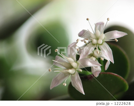 金のなる木の花 金のなる木の花 1222628