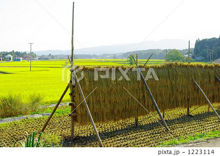 稲の天日干し 1223114