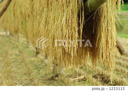 はせ掛け 1223115