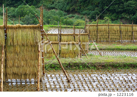 稲の天日干し 1223116