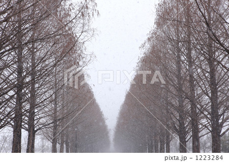 雪の降るメタセコイヤ並木 雪の降るメタセコイヤ並木 1223284