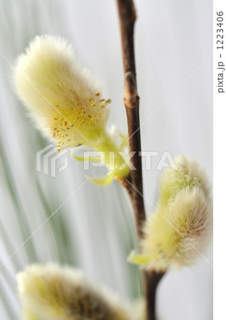 春を呼ぶネコヤナギの花 1223406