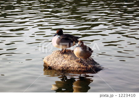 岡山深山公園のかもの夫婦。春の日差しを浴びてのんびり。 1223410