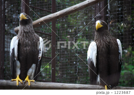 上野動物園の猛禽類 上野動物園の猛禽類 1223687