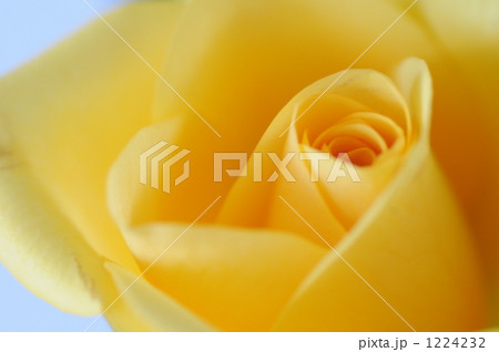 黄色いバラ 1224232