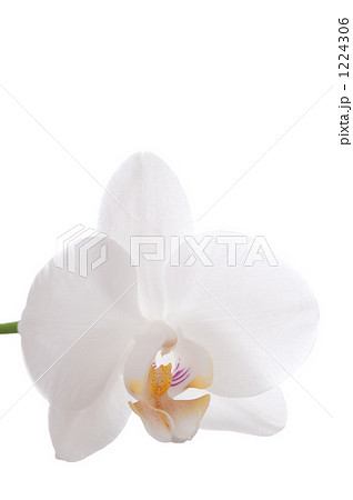 コチョウラン 1224306