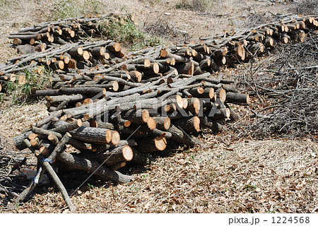 椎茸栽培 1224568