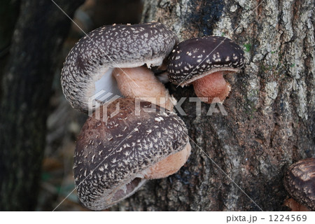 しいたけ 1224569