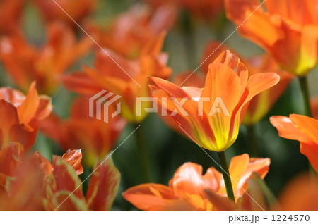 チューリップ チューリップ 1224570