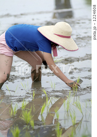 親子で田植え 1224608