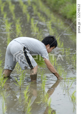 親子で田植え 親子で田植え 1224612
