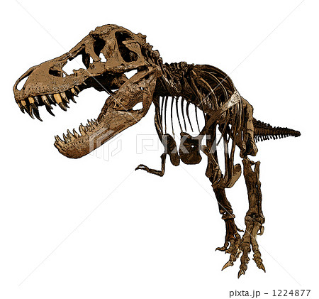 ティラノサウルス 化石 恐竜のイラスト素材