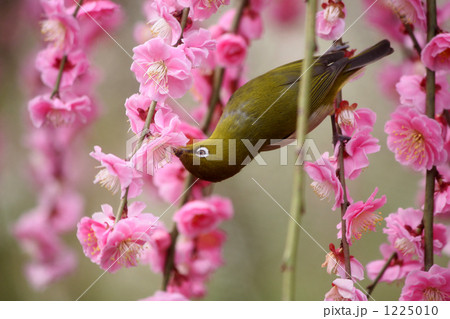 梅とメジロ 1225010