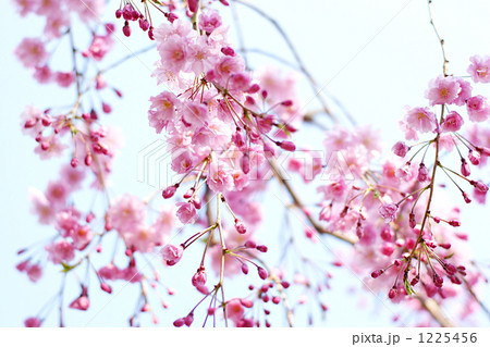 しだれざくら 1225456