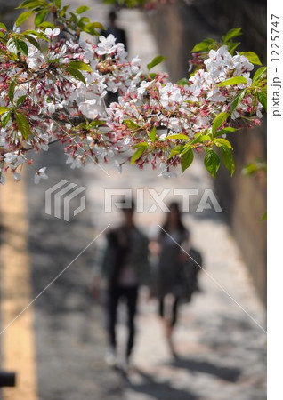 桜のある歩道 桜のある歩道 1225747