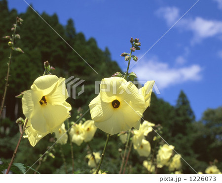 オクラの花 1226073