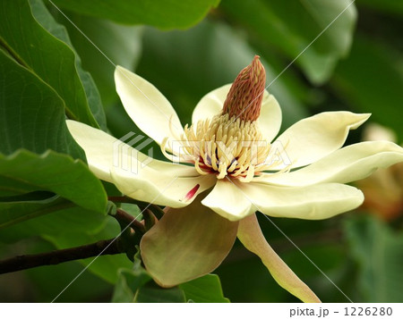 朴の花 ほおの木 朴の花 ほおの木 1226280