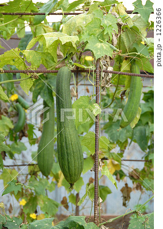 ぶら下がるヘチマの実 1226366