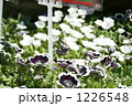 お花畑と蜜蜂 1226548
