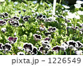 お花畑と蜜蜂 1226549