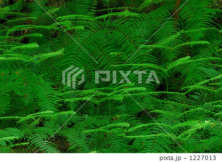 羊歯の群生 1227013
