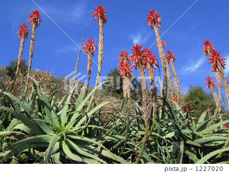 青空に向かって 1227020