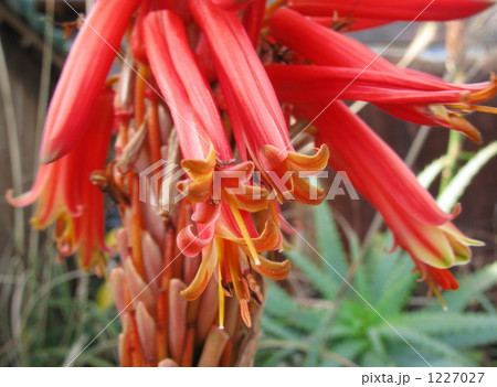 冬の赤い花 1227027