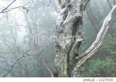 霧の雑木林 1227030