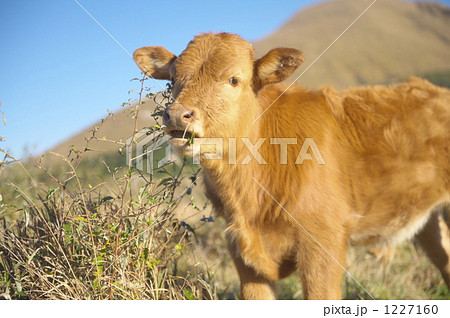 草を食べるかわいい子牛の写真素材