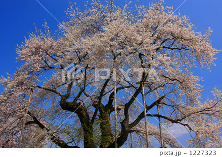 荘川桜 荘川桜 1227323