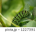 キアゲハ幼虫 1227391