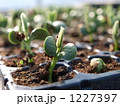 発芽 1227397