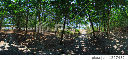阿真ビーチキャンプ場パノラマ 1227482
