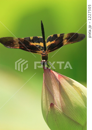 蓮の花とオキナワチョウトンボ 1227505