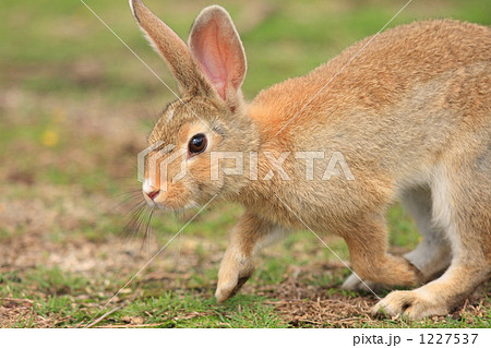 うさぎ 1227537
